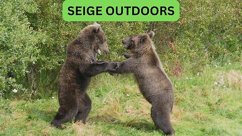 Katmai National Park Bear Feeding Live Stream!