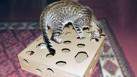 My cats are delighted to play with a cardboard toy