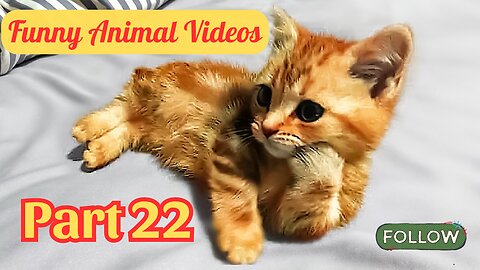 Funny Animal Videos 😂 Try Not to Laugh PART 22