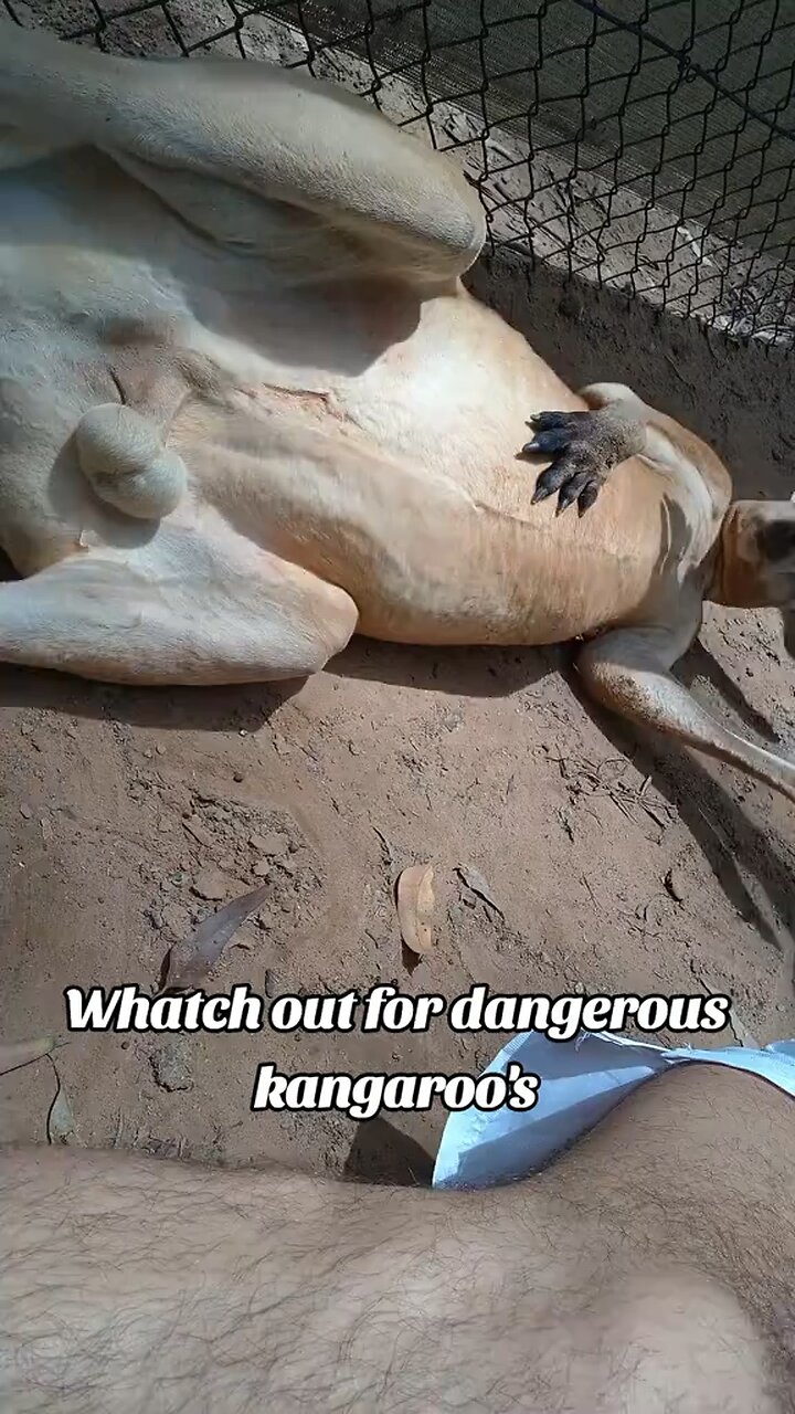 Australian kangaroo 🦘