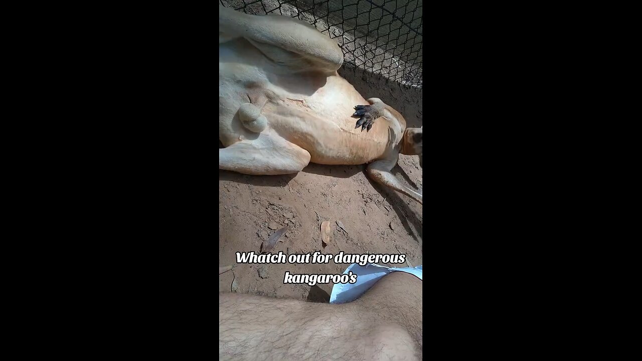 Australian kangaroo 🦘