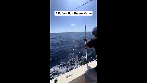 Frenchie jumping from boat