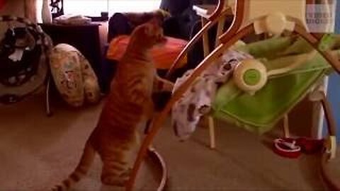 Cats Acting Like Humans 😹 (Too Relatable!)