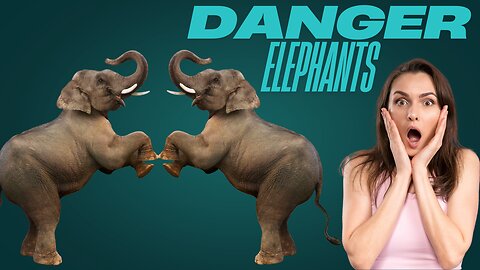 elephant history.😱