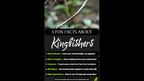 Kingfisher 5 Fun Facts The Flying Jewel of the Waterways #animallovers #wildlifefacts #birds
