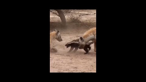Animal fight
