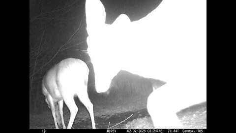 Deer Cam 02-02-2025