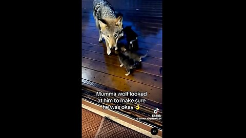 IT'S A CLOWN WORLD NEWS 10-21-2025