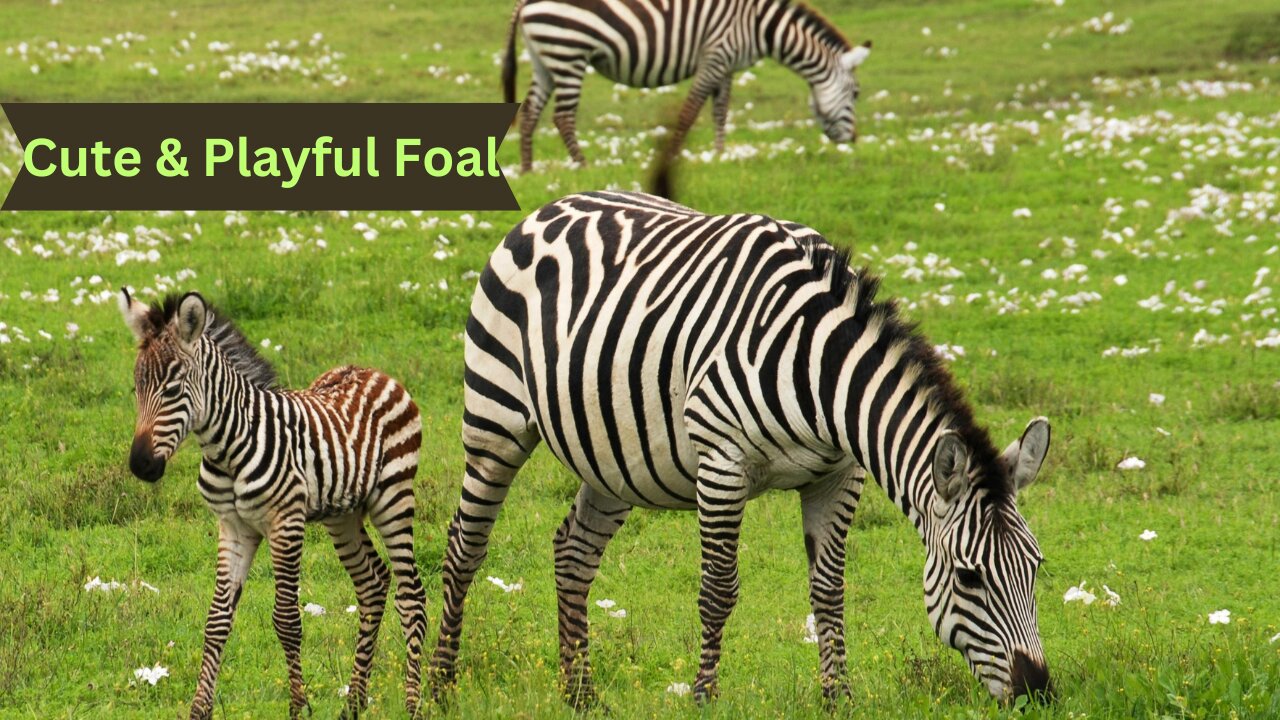 Zebra and Foal Stroll & Graze in the Wild