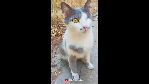 one eyed cat 😍😻 #cat #cats