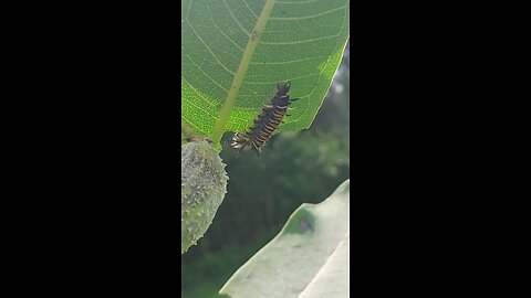monarch caterpillar