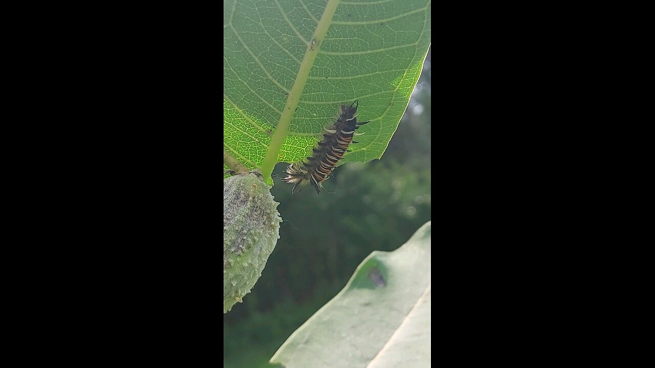 monarch caterpillar