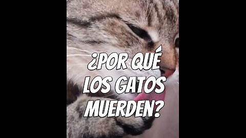 guía_para_bañar_a_tu_gato