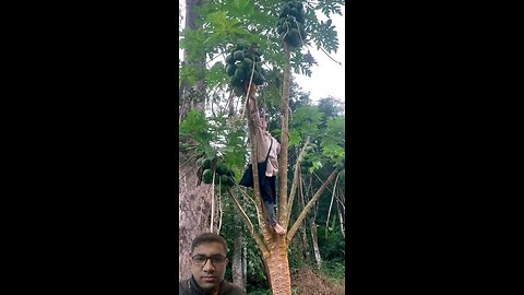 Who climbs a Papaya tree? #reels #funnyreels #funny #trending #viral #realbipuldas #comedy #cr7