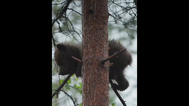 Mother Bear 🐨 with her Cubs