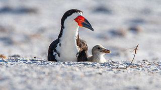 Black Skimmers Hatching: Day 10 Part 3 Evening Adventures!