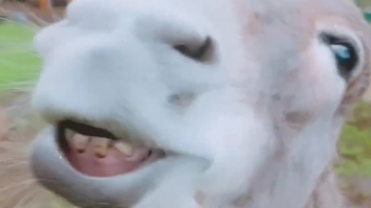 Funniest Cats and Dogs 2024 – Ultimate Compilation