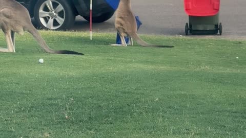 Kangaroo Fights The Australian Flag