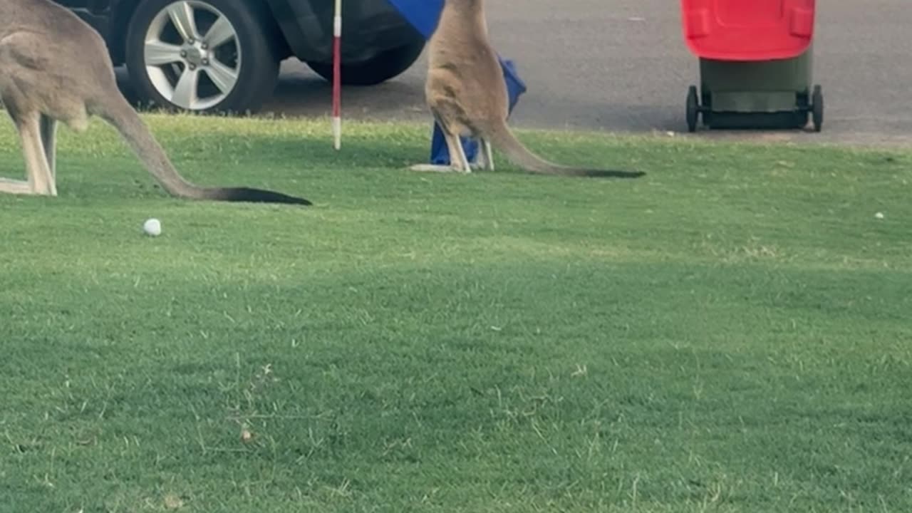 Kangaroo Fights The Australian Flag