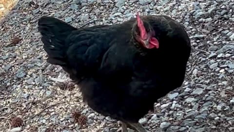 Ep. 959 "Animalz" by Patrick Henry The Batman