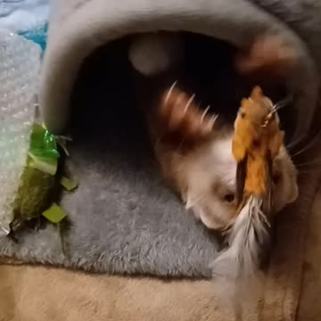 The little ferret feet!!