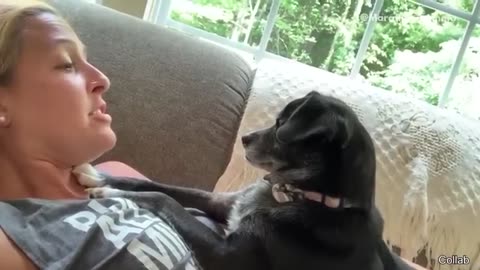 Funniest Pet Videos Ever