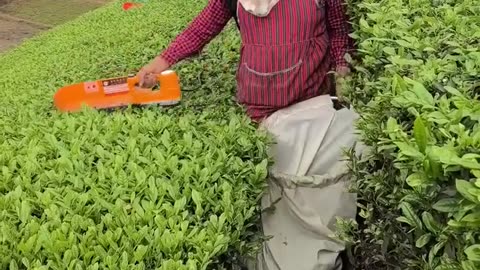 Tea leaf 🍃 cutting machine 😊💪