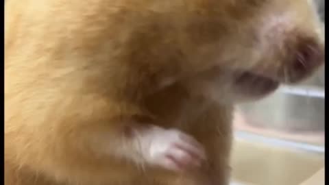 Cute mouse