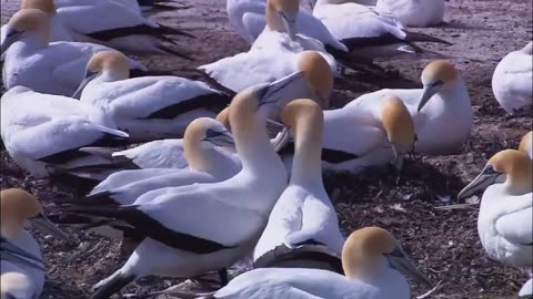 Wild animals and birds