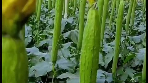 From Farm to Table | Cooking with Fresh Korean Produce 🍲
