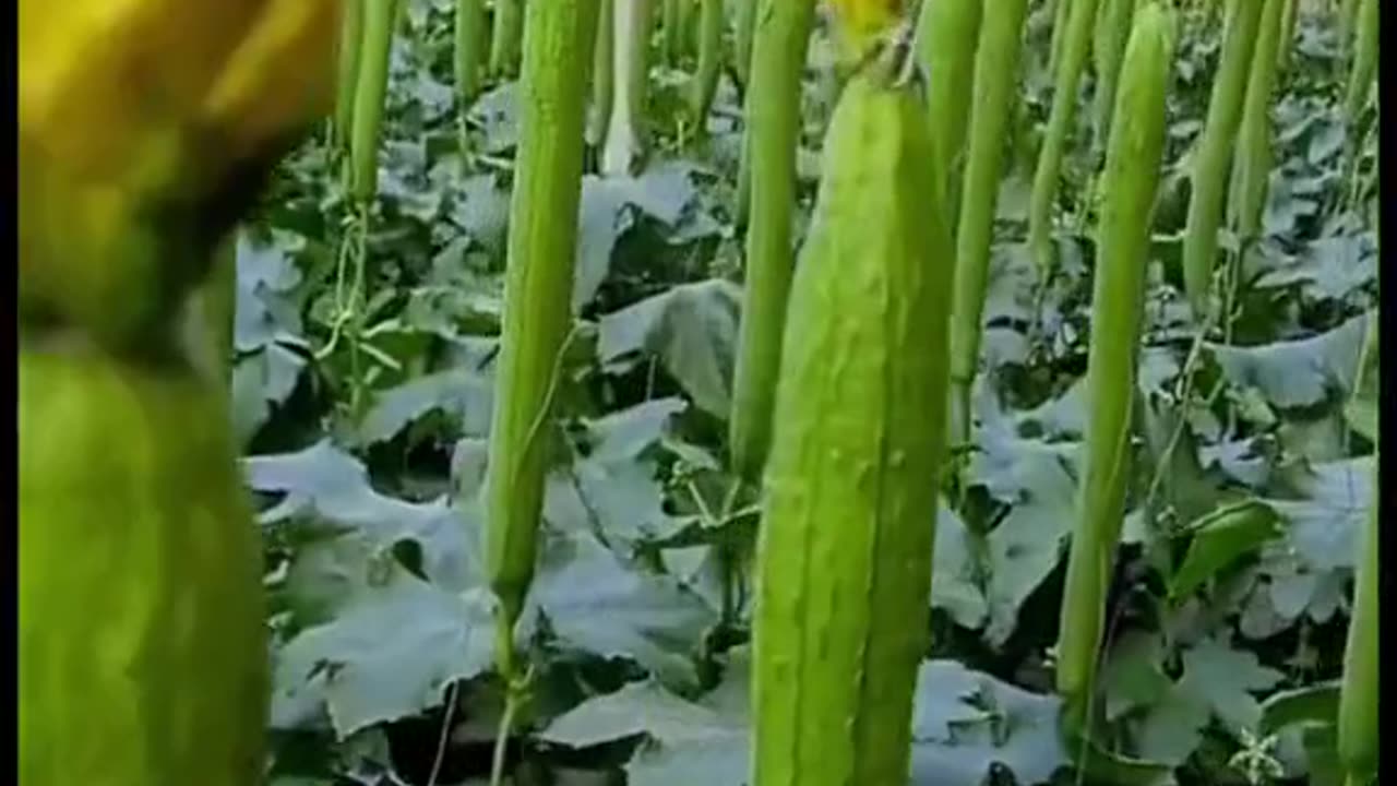 From Farm to Table | Cooking with Fresh Korean Produce 🍲