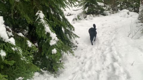 ASMR: Walking in the snow #asmr