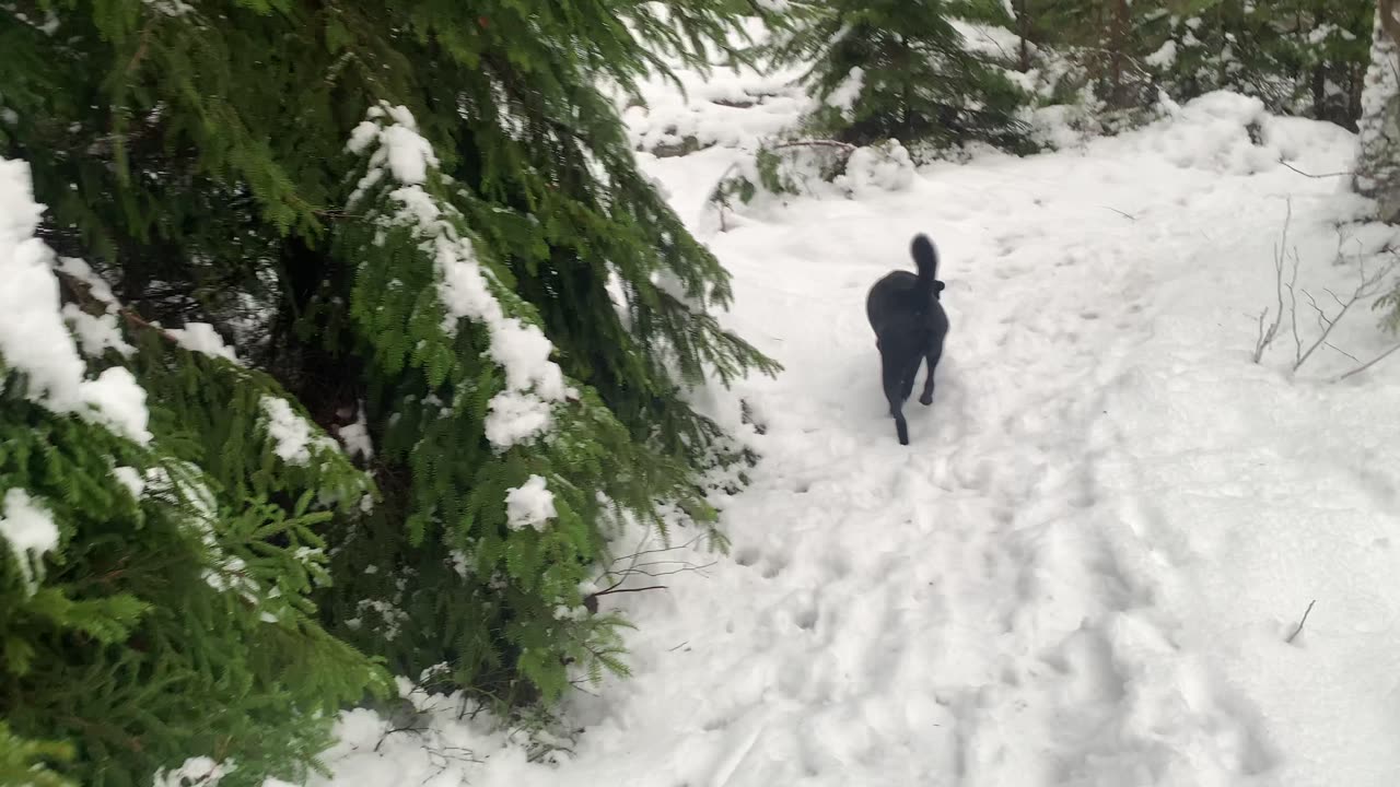 ASMR: Walking in the snow #asmr