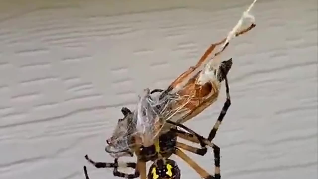 Wasp vs Spider