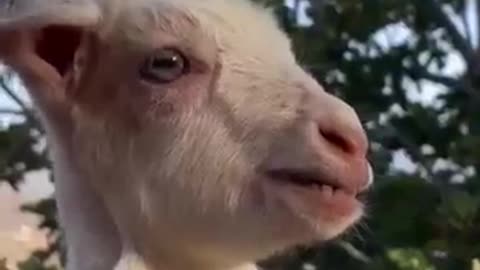 Show it to the cutest person #goat #cuteanimal #babylamb #cutefarmanimal #cute #animals