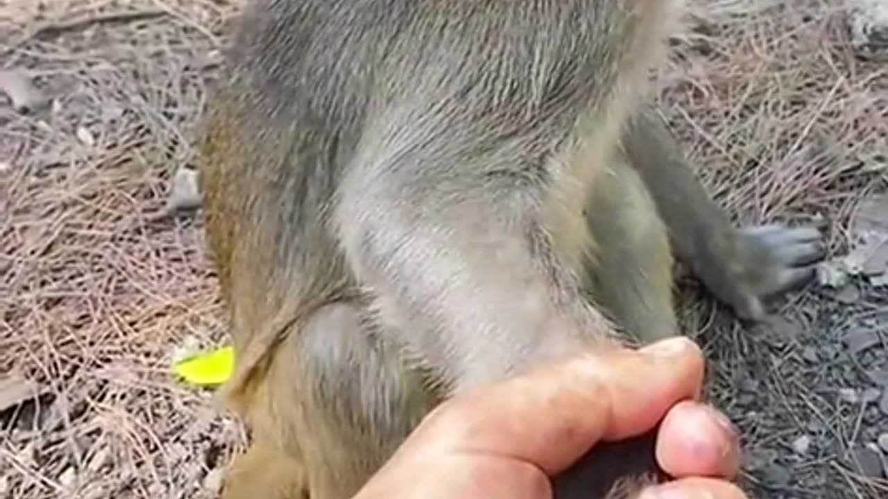 monkey handy