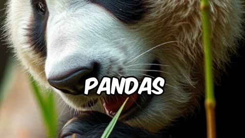 Facts About Pandas #pandas#facts #follow