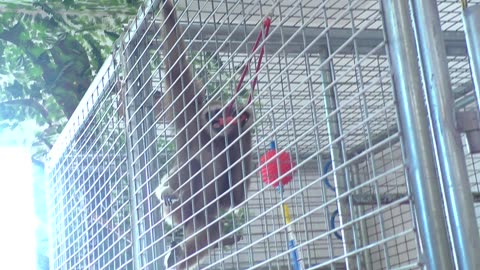 Monty nibbling upon one of his toys