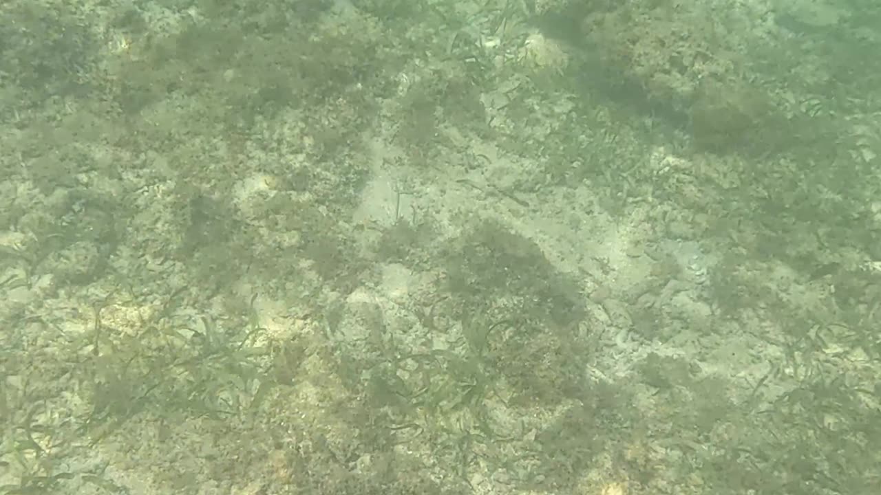 Snorkeling, Underwater Is My Happy Place!