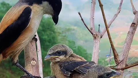 "Bird Feeding Its Grown-Up Chicks!"
