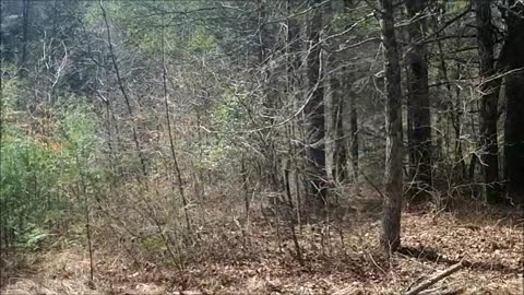 Lower Coker Creek (Tennessee) Gold Panning March 8, 2014