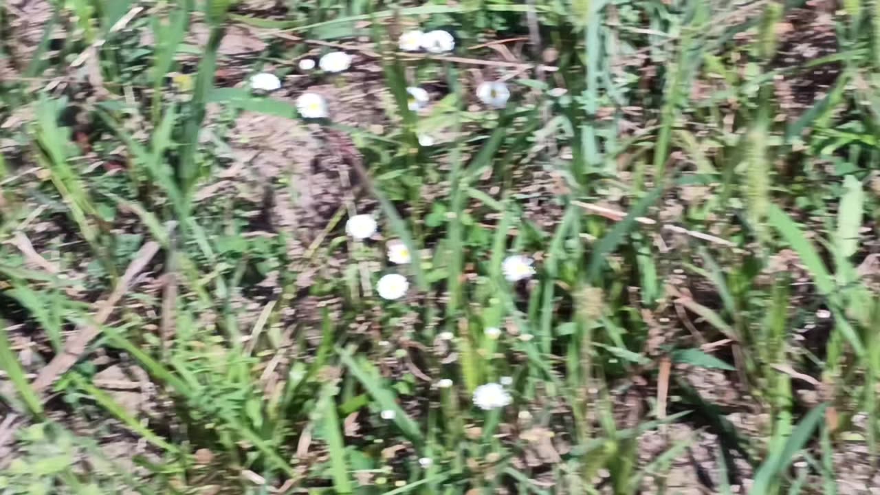 R13 Nature - 081923 - Ants Eating Fruit Scraps on Pennsylvania Mountains