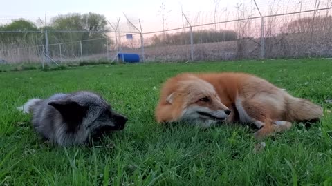 Foxes chatting #pet adventure MeoWnMore
