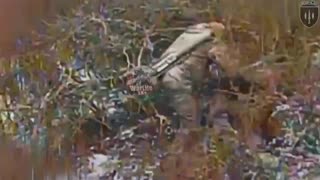 Ukrainian fiber optic FPV drones destroy half a company of Russian occupiers in the Lyman