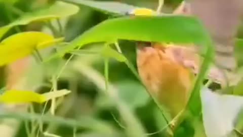 Birds Nests