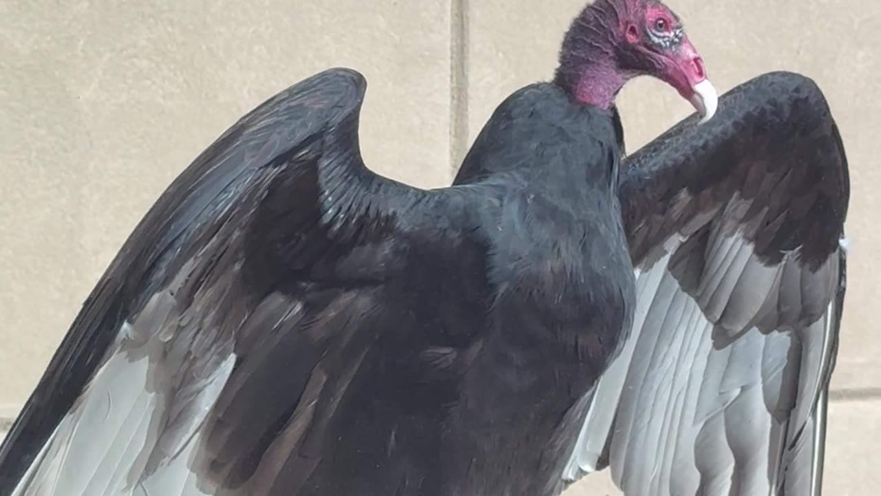 Turkey Vulture Visits Office Window