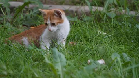 Kitten Chronicles: Daily Life of Adorable Furballs