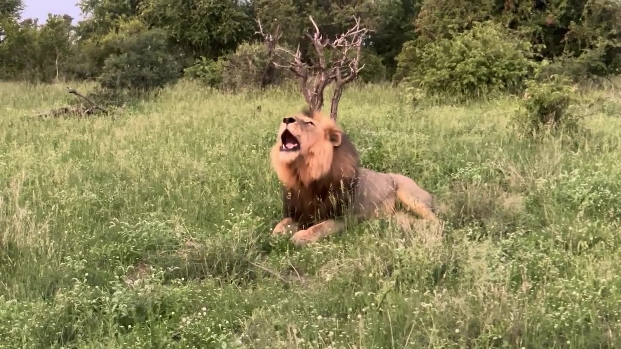 Wild Lion Safari