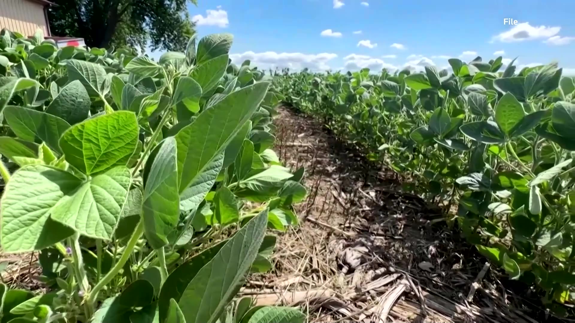 Trump floats cooking oil ban over China’s soybean cut