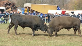 Bake od braće Zelihić vs Golub od Mušija Zimča 2025